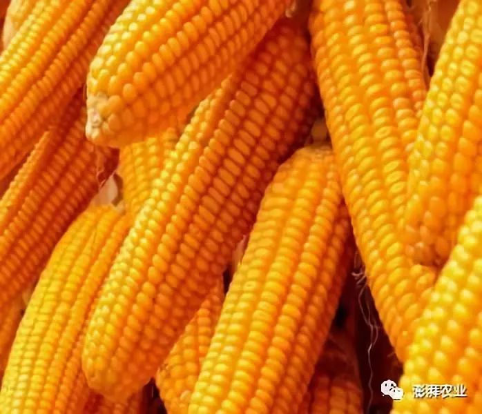 黑玉米价格最新行情